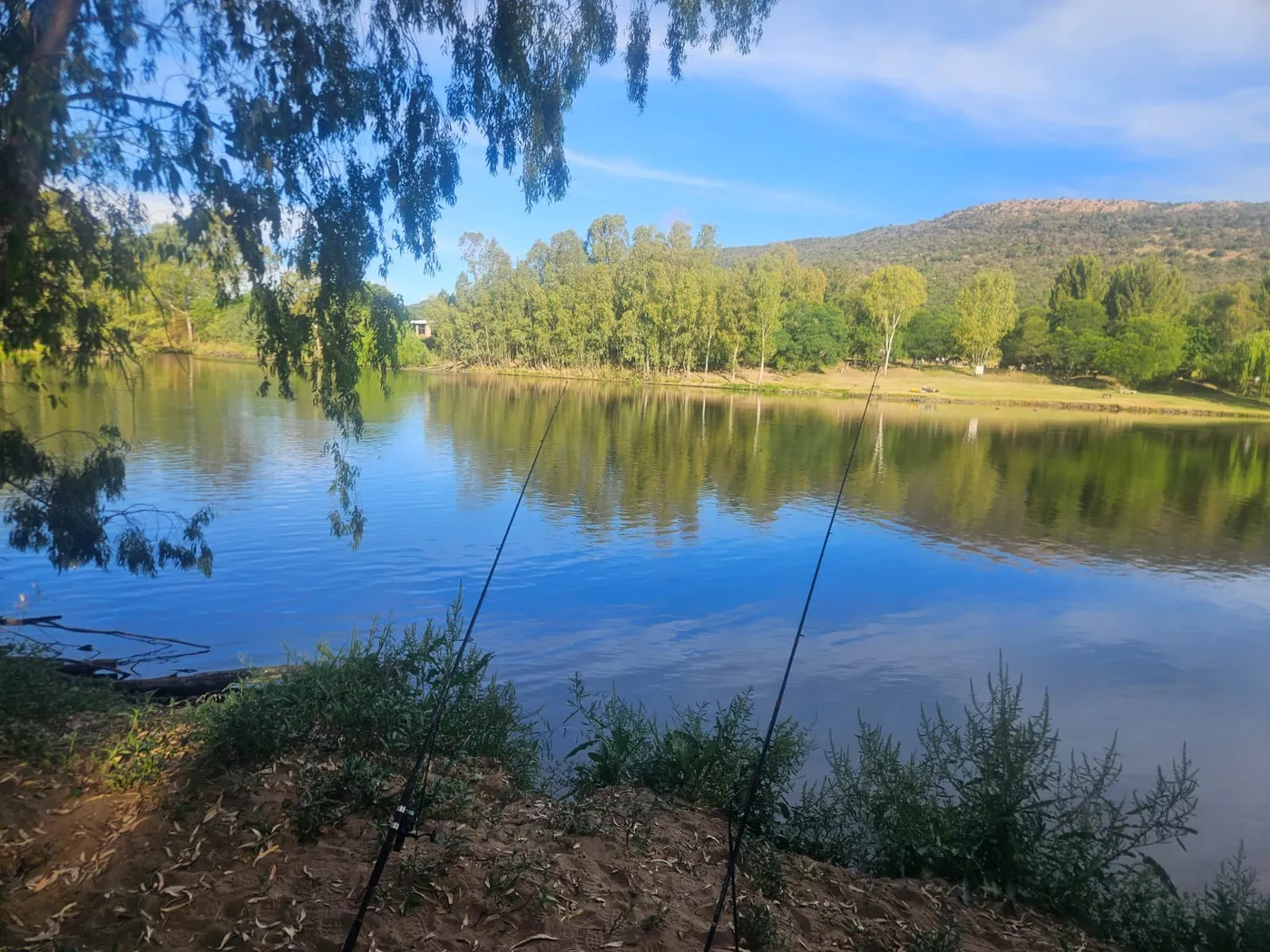Fishing rods set up over the calm river under the trees