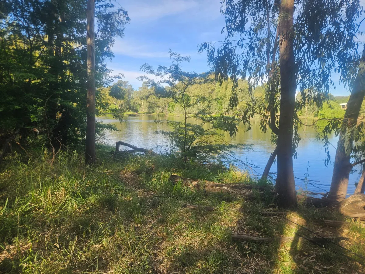 Tall trees and green grass running down to the river