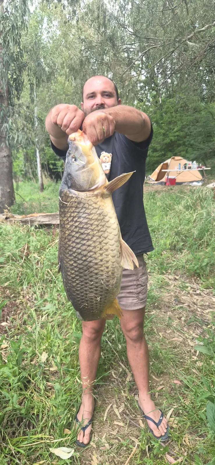 Angler holding up a long carp